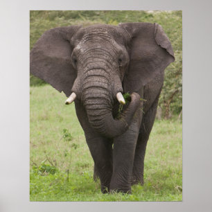 Africa Tanzania Elephant at Ngorongoro Crater Poster