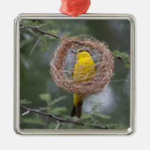 Africa. Tanzania. Female Black-Necked Weaver Metal Tree Decoration
