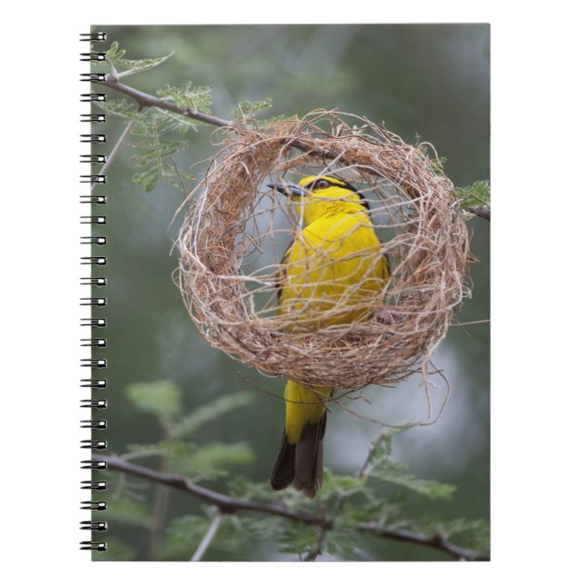 Africa. Tanzania. Female Black-Necked Weaver Spiral Notebook (Front)