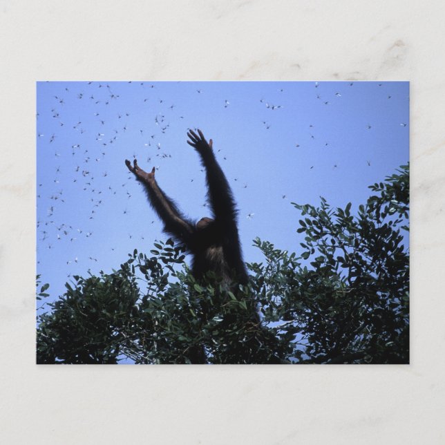 Africa, Tanzania, Glitter reaches for flying Postcard (Front)