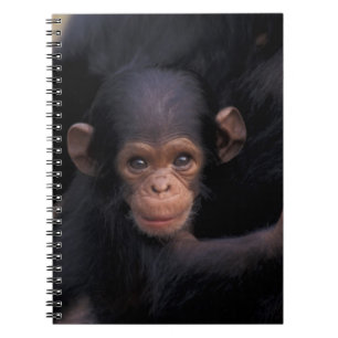 Africa, Tanzania, Gombe Nat'l Park Spiral Notebook