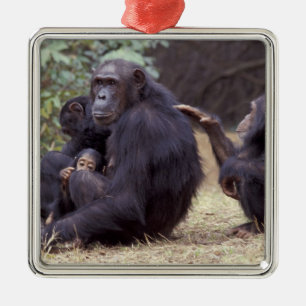 Africa, Tanzania, Gombe NP Infant female Metal Tree Decoration