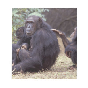 Africa, Tanzania, Gombe NP Infant female Notepad