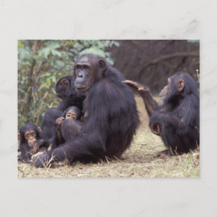Africa, Tanzania, Gombe NP Infant female Postcard