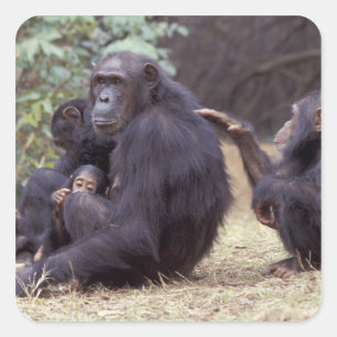 Africa, Tanzania, Gombe NP Infant female Square Sticker