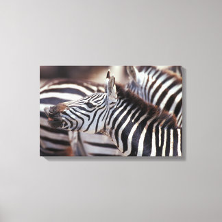 Africa,Tanzania,herd of zebras Canvas Print