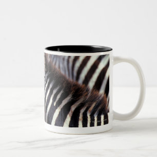 Africa,Tanzania,herd of zebras Two-Tone Coffee Mug