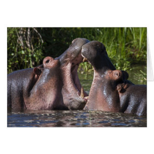 Africa. Tanzania. Hippopotamus sparring