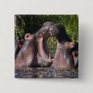 Africa. Tanzania. Hippopotamus sparring 15 Cm Square Badge