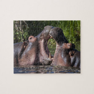 Africa. Tanzania. Hippopotamus sparring Jigsaw Puzzle