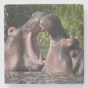 Africa. Tanzania. Hippopotamus sparring Stone Coaster