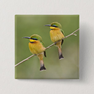Africa. Tanzania. Little Bee Eaters at Manyara 15 Cm Square Badge