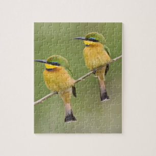 Africa. Tanzania. Little Bee Eaters at Manyara Jigsaw Puzzle