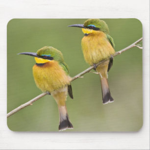 Africa. Tanzania. Little Bee Eaters at Manyara Mouse Pad