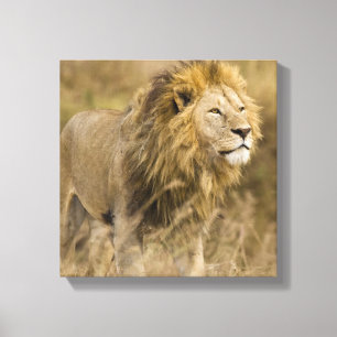Africa. Tanzania. Male Lion at Ngorongoro Canvas Print