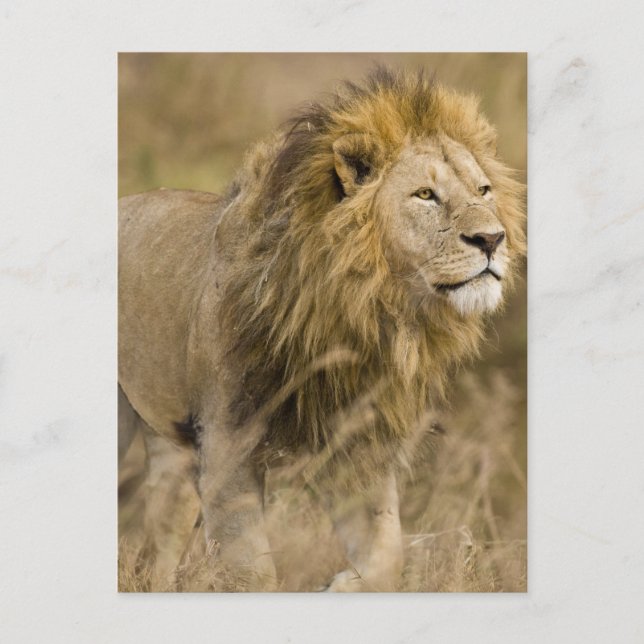 Africa. Tanzania. Male Lion at Ngorongoro Postcard (Front)