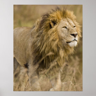 Africa. Tanzania. Male Lion at Ngorongoro Poster