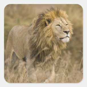 Africa. Tanzania. Male Lion at Ngorongoro Square Sticker