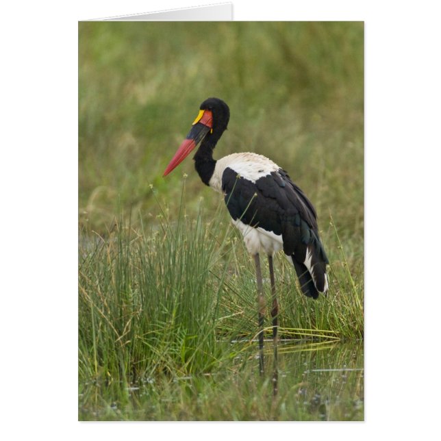 Africa. Tanzania. Male Saddle-billed Stork (Front)