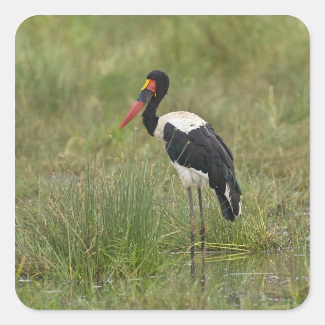 Africa. Tanzania. Male Saddle-billed Stork Square Sticker (Front)