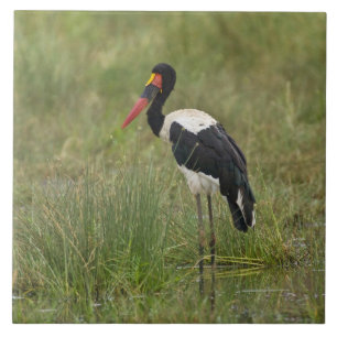 Africa. Tanzania. Male Saddle-billed Stork Tile