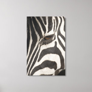 Africa, Tanzania, Ngorongoro Conservation Area Canvas Print