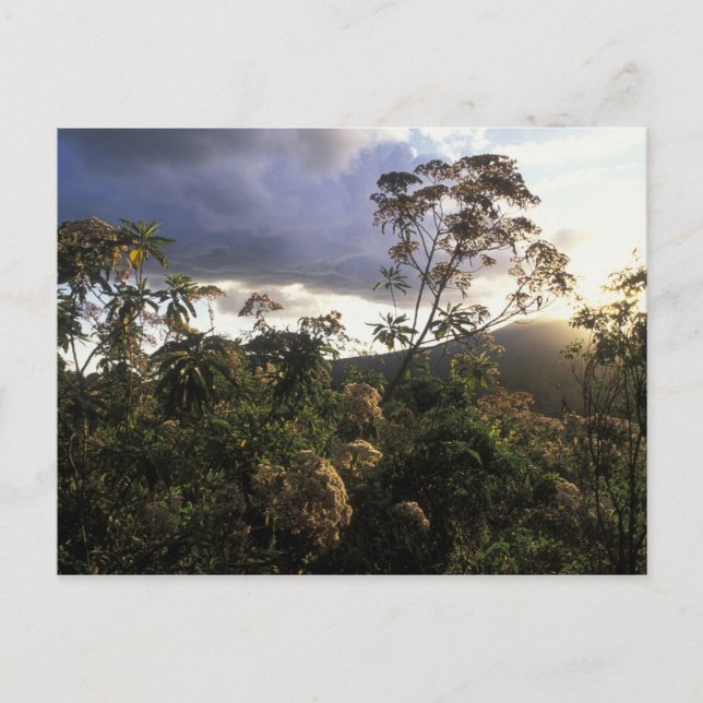 Africa, Tanzania, Ngorongoro Conservation Area, Postcard (Front)