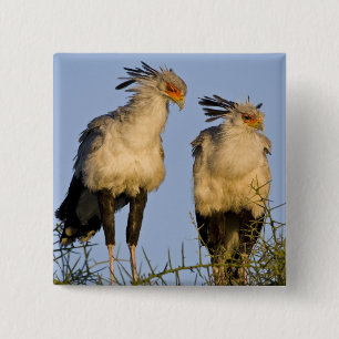 Africa. Tanzania. Secretary Birds at Ndutu 15 Cm Square Badge