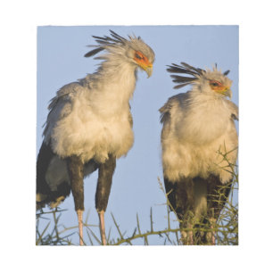 Africa. Tanzania. Secretary Birds at Ndutu Notepad