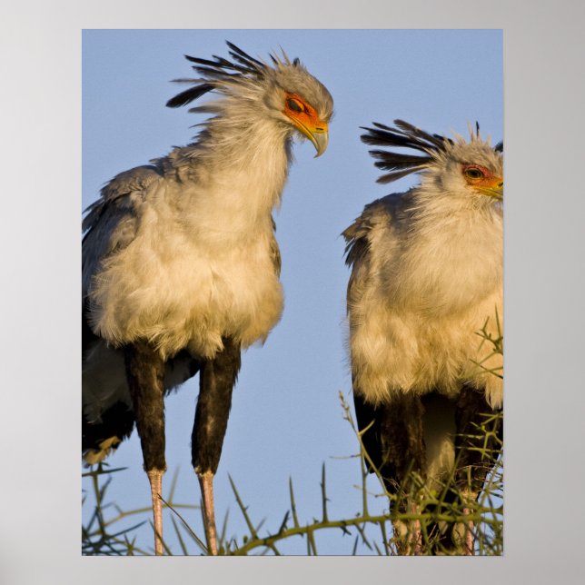 Africa. Tanzania. Secretary Birds at Ndutu Poster (Front)