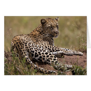 Africa, Tanzania, Serengeti. Leopard