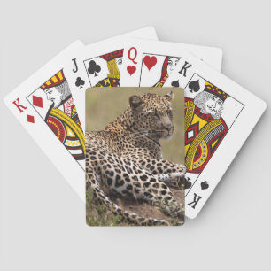 Africa, Tanzania, Serengeti. Leopard Playing Cards