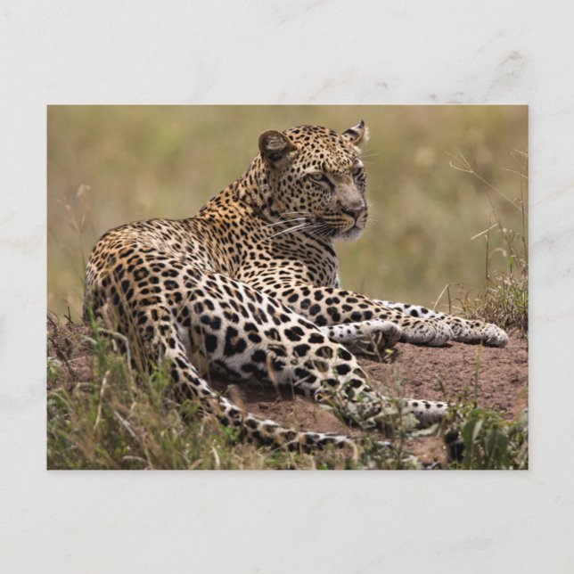 Africa, Tanzania, Serengeti. Leopard Postcard (Front)