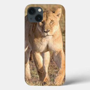 Africa, Tanzania, Serengeti. Lion And Lioness iPhone 13 Case