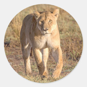 Africa, Tanzania, Serengeti. Lion And Lioness Classic Round Sticker