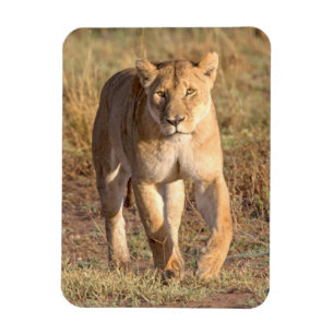 Africa, Tanzania, Serengeti. Lion And Lioness Magnet
