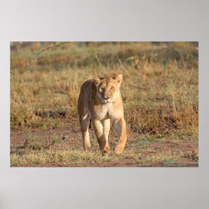 Africa, Tanzania, Serengeti. Lion And Lioness Poster