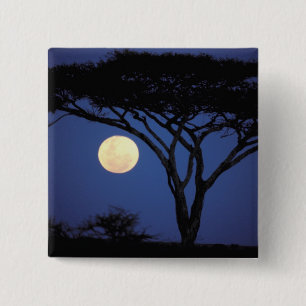 Africa, Tanzania, Tarangire. Acacia tree in 15 Cm Square Badge