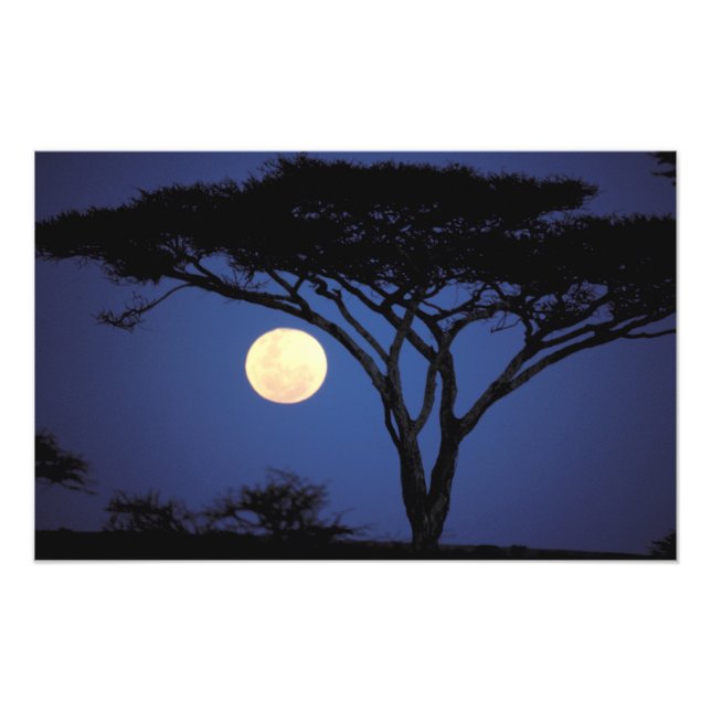 Africa, Tanzania, Tarangire. Acacia tree in Photo Print (Front)