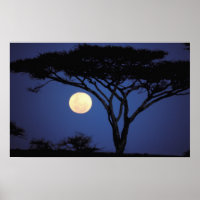 Africa, Tanzania, Tarangire. Acacia tree in