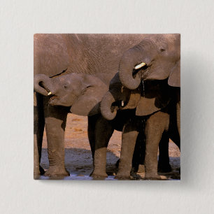 Africa, Tanzania, Tarangire National Park. 15 Cm Square Badge