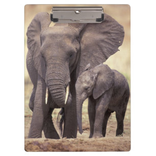 Africa, Tanzania, Tarangire National Park. 2 Clipboard