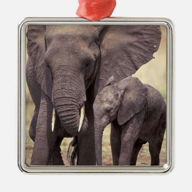 Africa, Tanzania, Tarangire National Park. 2 Metal Tree Decoration (Front)
