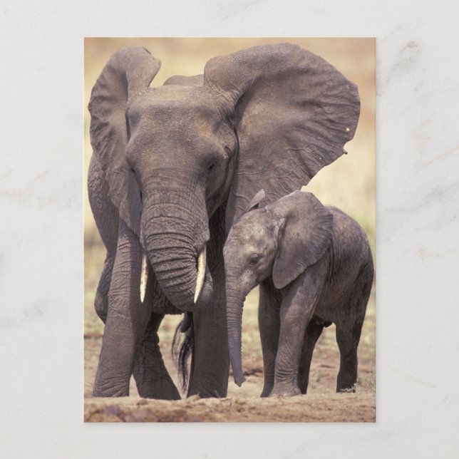 Africa, Tanzania, Tarangire National Park. 2 Postcard (Front)