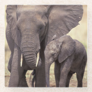 Africa, Tanzania, Tarangire National Park Glass Coaster