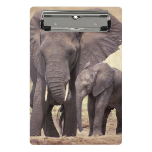 Africa, Tanzania, Tarangire National Park Mini Clipboard