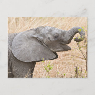 Africa. Tanzania. Young Elephant at Tarangire Postcard