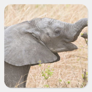 Africa. Tanzania. Young Elephant at Tarangire Square Sticker