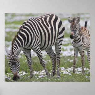 Africa. Tanzania. Zebra mother and colt at Poster
