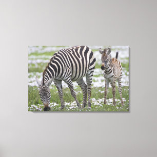 Africa. Tanzania. Zebra mother and colt Canvas Print
